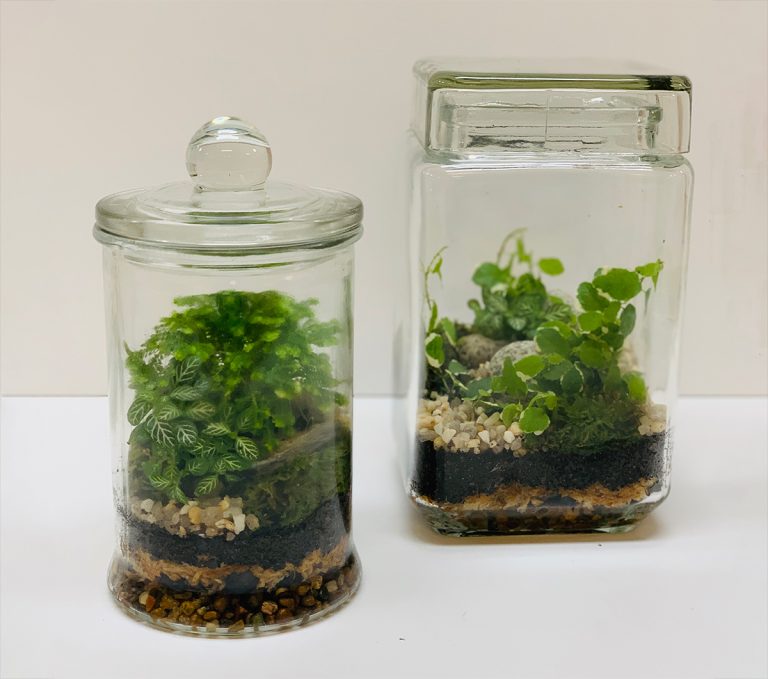 Terrarium Kit MJC Botanical