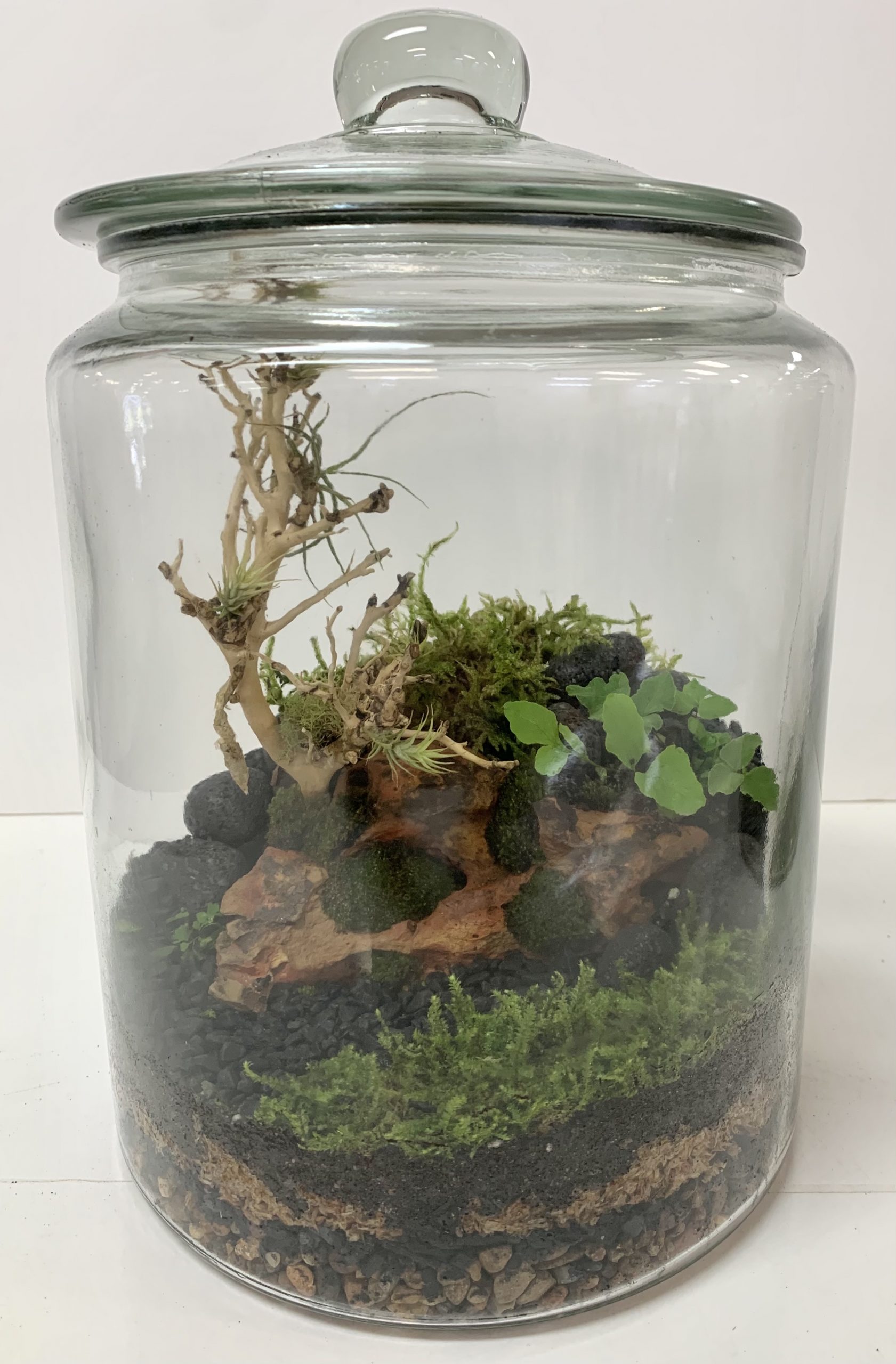 Moss Forest Workshop