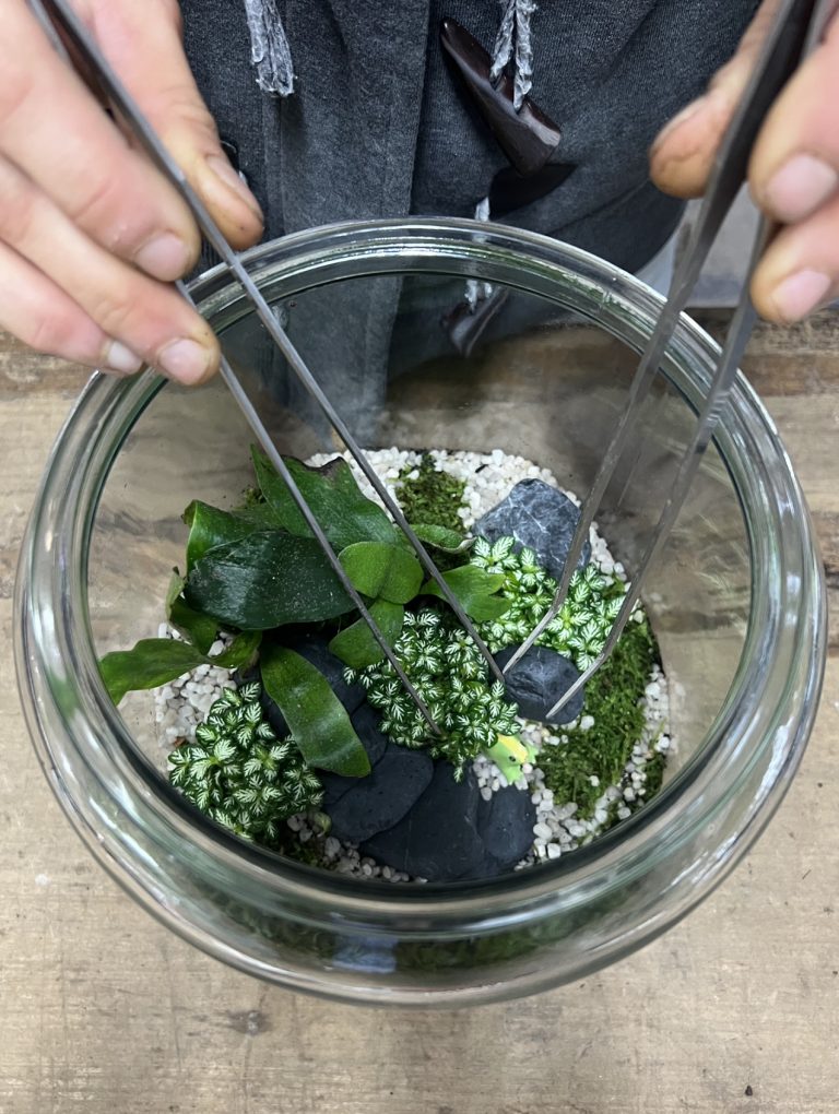 Terrarium Care Sheets MJC Botanical